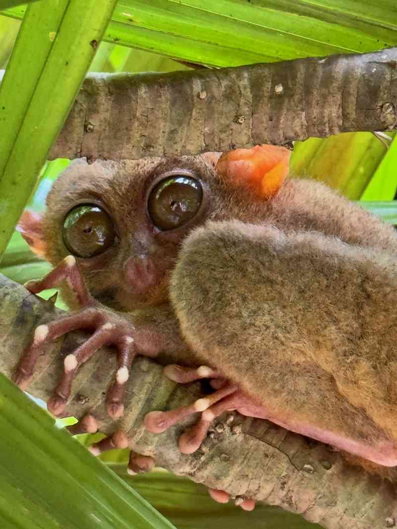 Tarsier Sanctuary