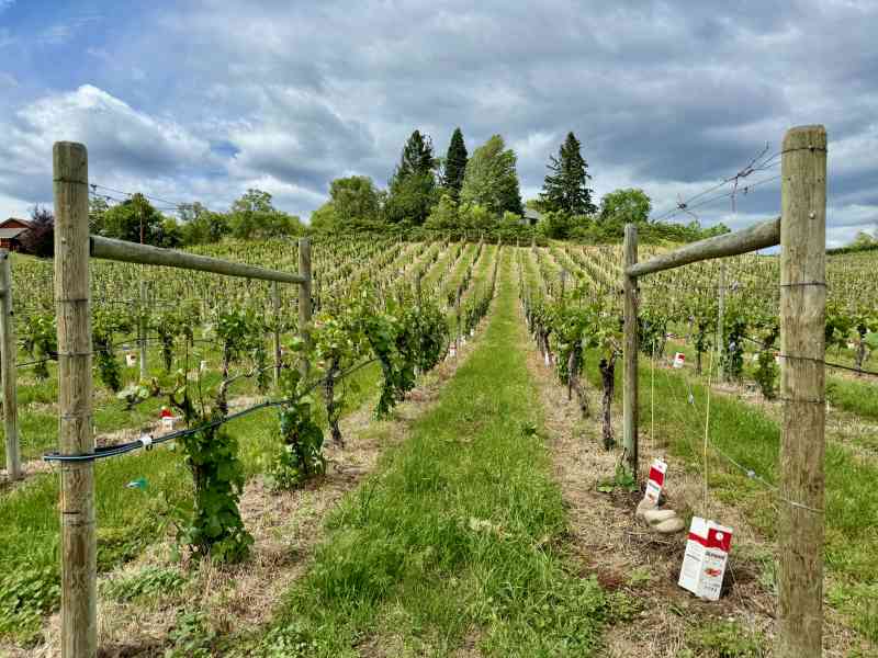 Dirty Laundy & Summerland Sweets