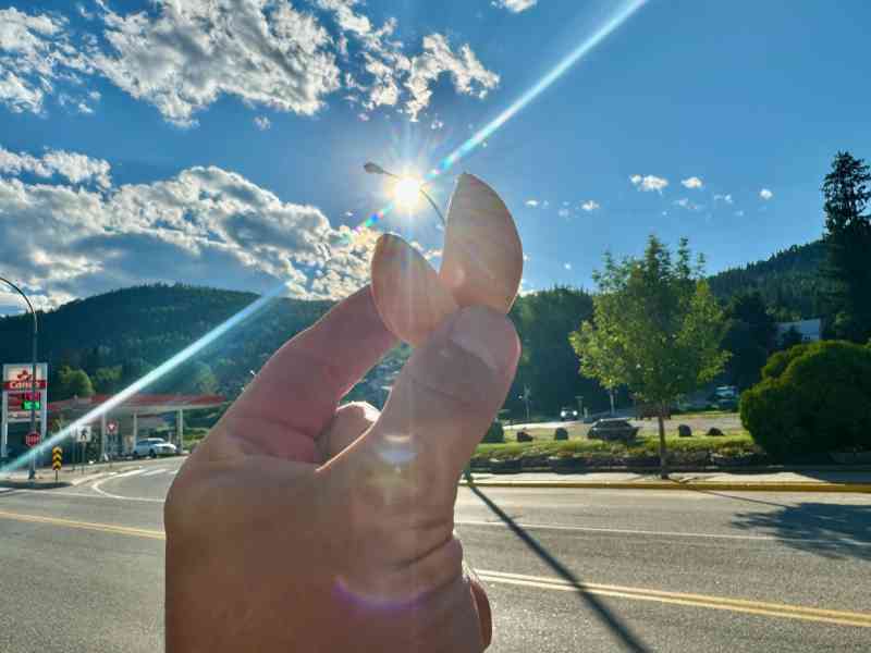 Fruitvale Kitchen Chinese