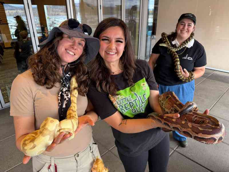 Little Reptile Queen