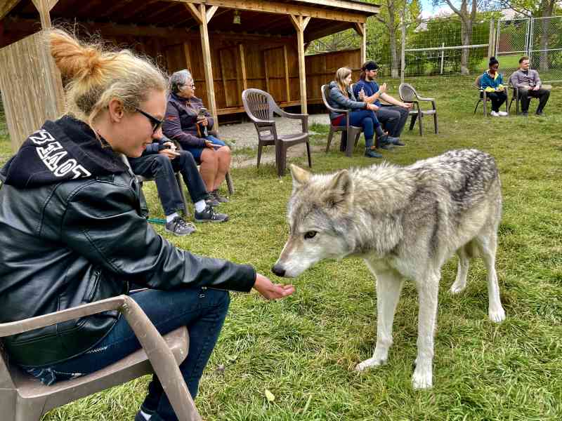 Yamnuska Wolf Dog Sanctuary