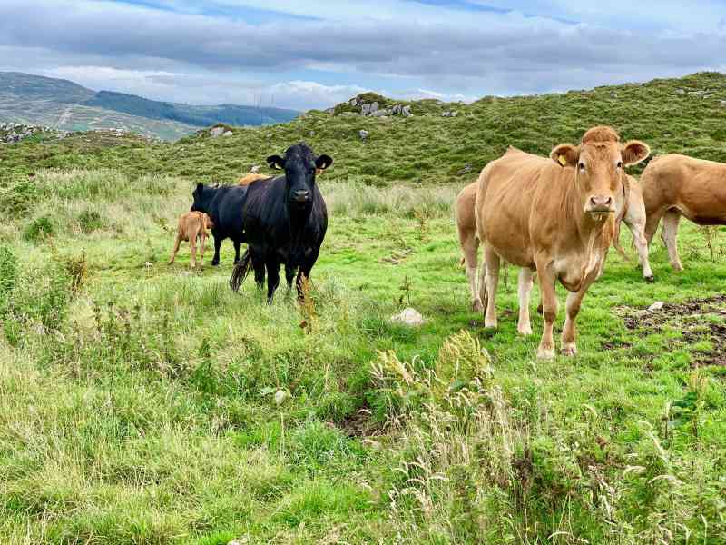 Slieve Gullion-Ring of Gullion