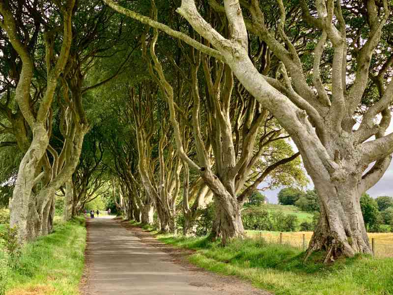 Dark Hedges