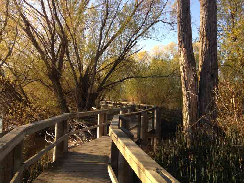 Sibelle Maude-Roxby Wetlands Boardwalk