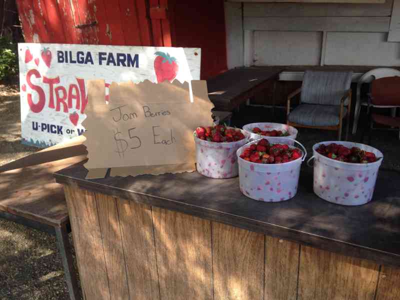 Strawberry Picking