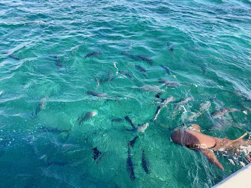 Hol Chan Snorkeling Tour
