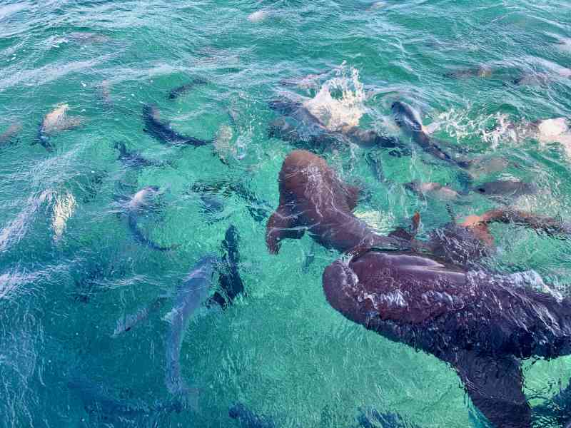 Hol Chan Snorkeling Tour