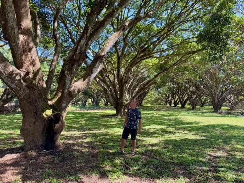 National Mango Research and Development Center - National Mango Research and Development Center