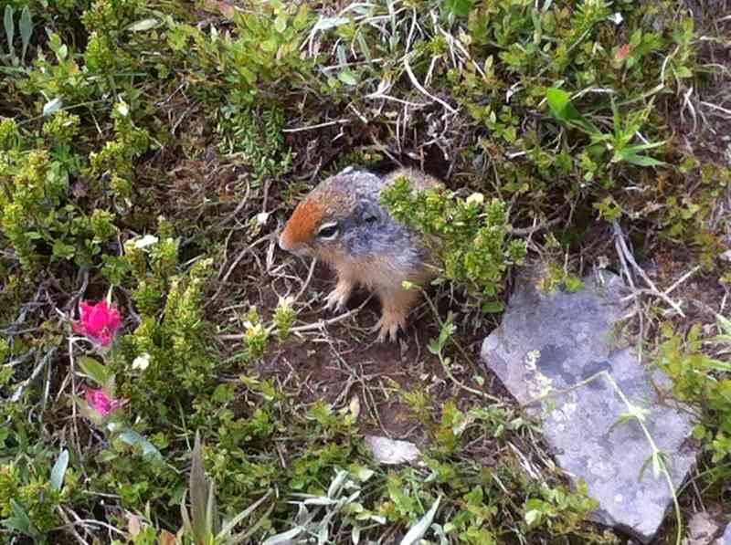 Myra Canyon: Full Loop