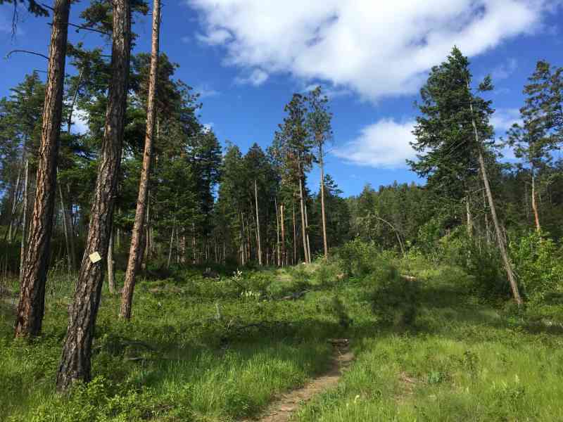 Spion Kopje: Ridgeline/Tower/Paintbrush Loop